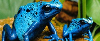 Amazonian frogs at the Catawba Science Center