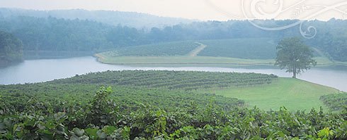Vineyards at Biltmore Estate
