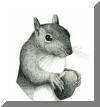 Gray Squirrel, pen & ink drawing  by Lee James Pantas