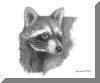 Racoon, pen & ink drawing by Lee James Pantas