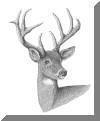 Whitetail Deer, pen & ink drawing by Lee James Pantas