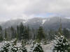 Frasiers Firs in Avery County NC