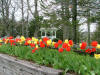 Spring in Beech Mountain NC
