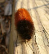 Wolly Worm