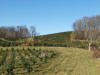 Fraser Fir farm in Lansing NC