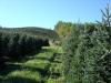 Frazier Fir Christmas Tree Farm in Little Switzerland NC